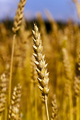 Image showing ripened cereals 