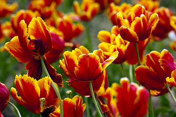 Image showing red tulips with yellow trim  