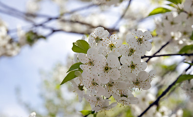 Image showing cherry flower  