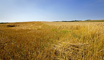 Image showing Cut wheat  