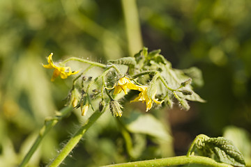 Image showing flowering tomato  