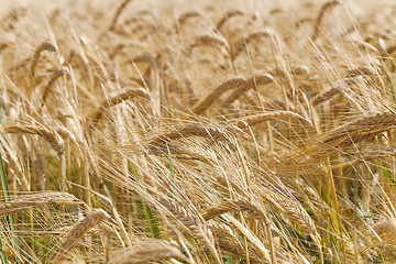 Image showing ripened cereals  