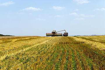 Image showing harvesting  