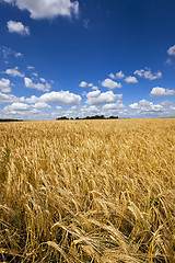 Image showing wheat field  