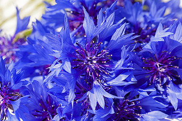 Image showing cornflower  