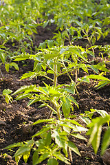 Image showing Tomato seedlings  