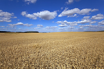 Image showing wheat field  