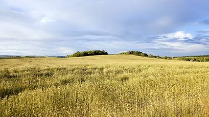 Image showing wheat field  