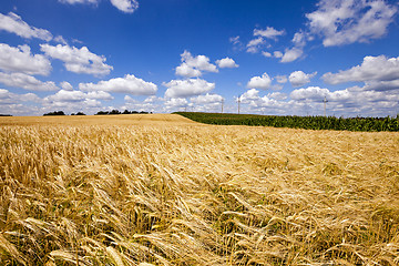 Image showing wheat field  