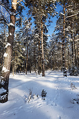 Image showing winter trees  