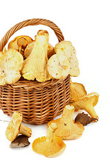 Image showing Raw Chanterelles