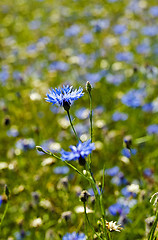 Image showing cornflower flowers  