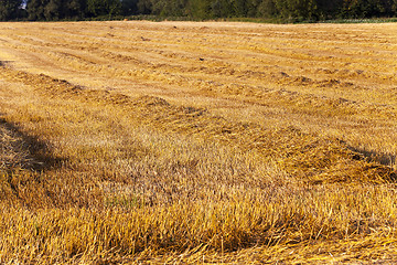 Image showing field with straw  