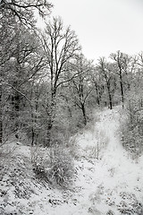 Image showing trees in the winter  