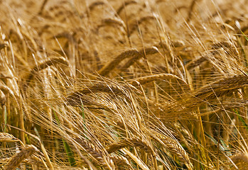 Image showing mature cereals  