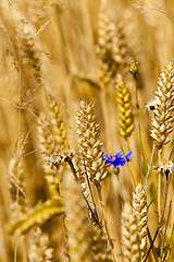 Image showing cornflower  