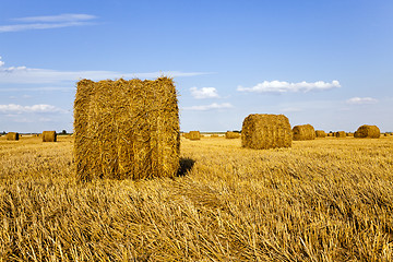 Image showing  agricultural field  