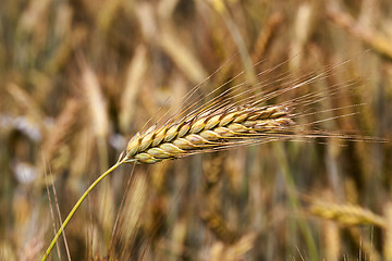 Image showing rye ears  