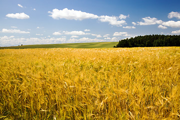 Image showing agricultural field  