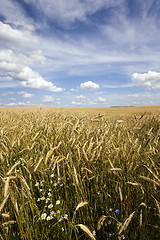 Image showing unripe cereals  