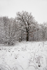 Image showing trees in the winter  