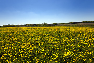 Image showing Dandelion field  