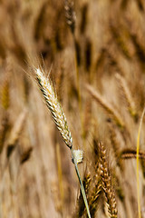 Image showing ripened cereals  