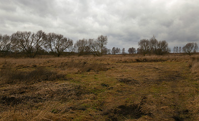 Image showing dried grass 