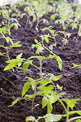 Image showing Tomato seedlings  