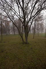 Image showing trunks of trees 