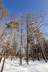 Image showing winter trees  