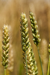 Image showing cereals  