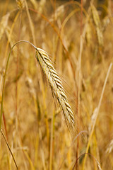 Image showing ripened cereals  