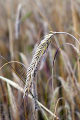 Image showing rye ears  