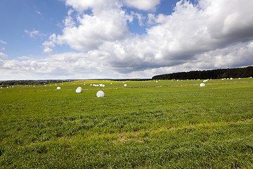 Image showing the packed grass  