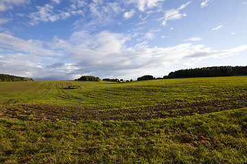 Image showing wheat field  