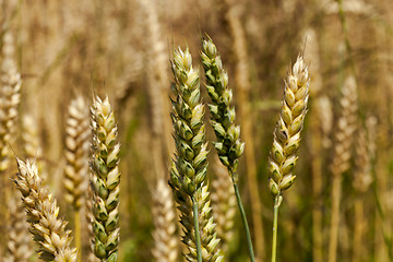 Image showing cereals 