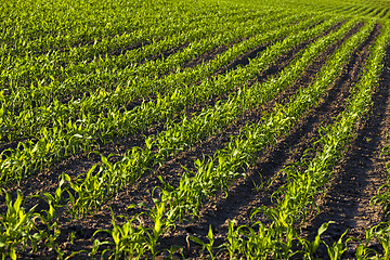 Image showing green corn  