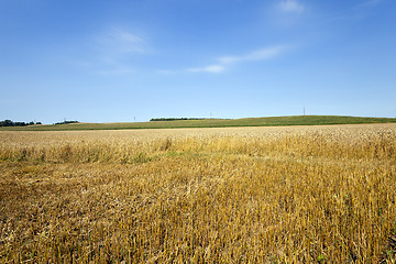 Image showing Cut wheat  