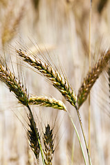 Image showing ripened cereals  