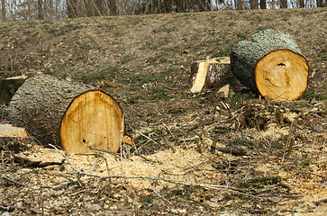 Image showing old trees  