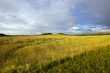 Image showing wheat field  