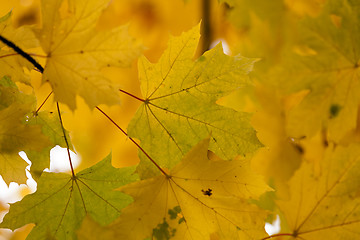 Image showing yellow maple leaves  