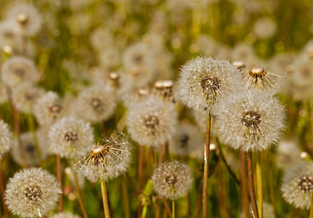 Image showing White dandelions  