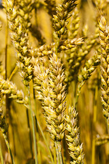 Image showing ripened cereals  