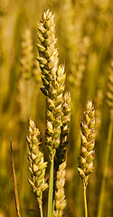 Image showing ripe wheat 