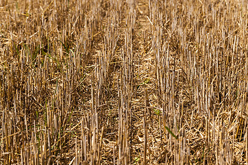 Image showing agriculture  