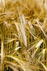 Image showing ripened cereals  