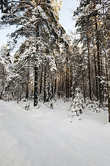 Image showing winter trees  