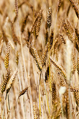 Image showing ripened cereals  